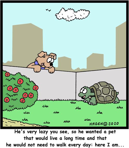 "He's very lazy you see, so he wanted a pet that would live a long time and that he would not need to walk every day: here I am..."