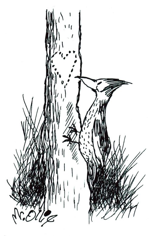 Woodpecker Romance 