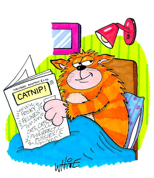 CATNIP!