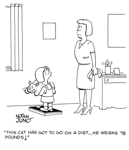 "This cat has got to go on a diet...he weighs 78 pounds!"