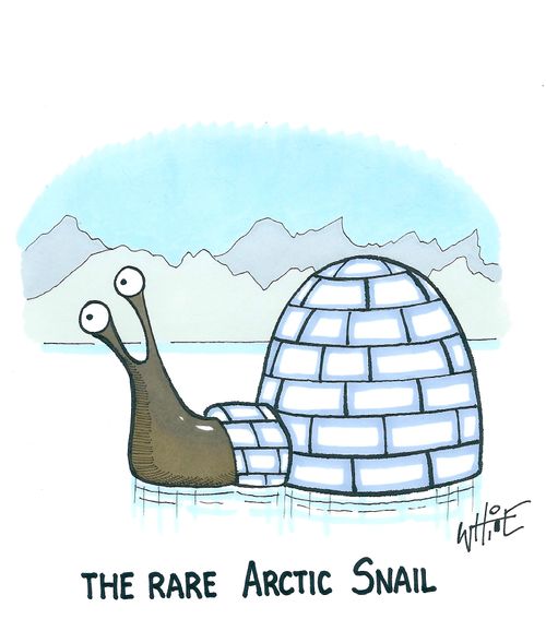 The rare Arctic Snail