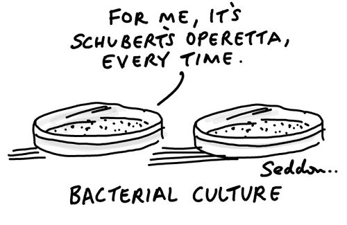 Bacterial Culture