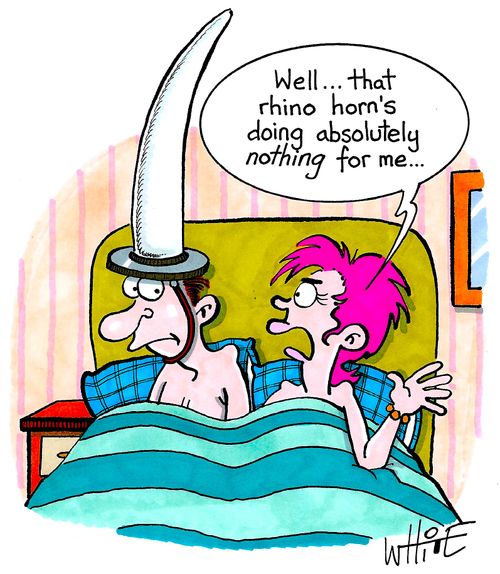 "Well... that rhino horn's doing absolutely nothing for me..."
