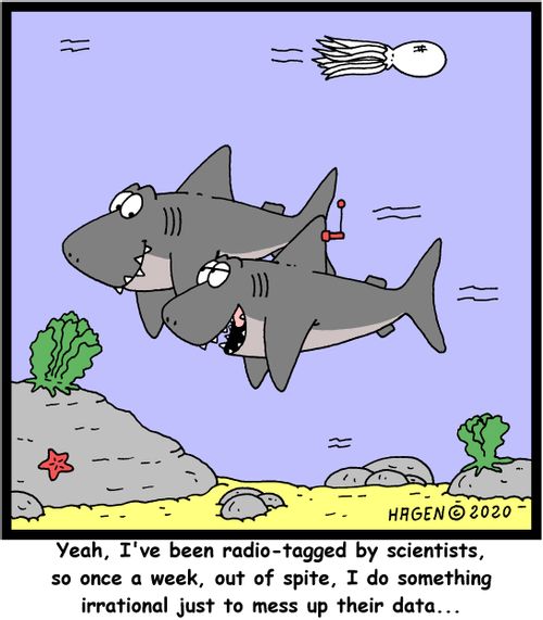 "Yeah, I've been radio-tagged by scientists, so once a week, out of spite, I do something irrational just to mess up their data..."