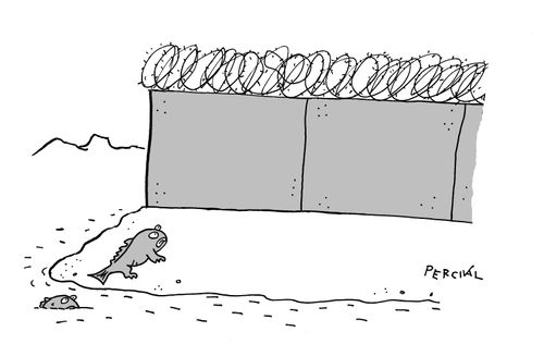 Fish emerging on land to find a border wall