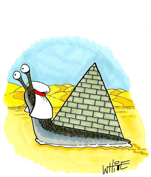 Egyptian snail...