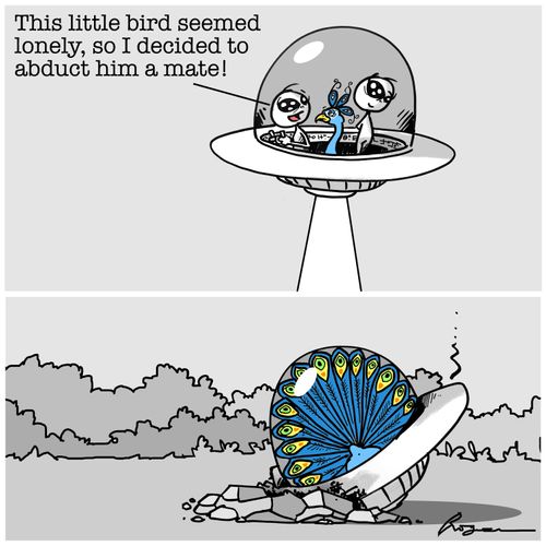 "This little bird seemed so lonely, so I decided to abduct him a mate!'