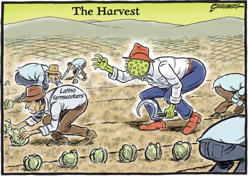 The harvest