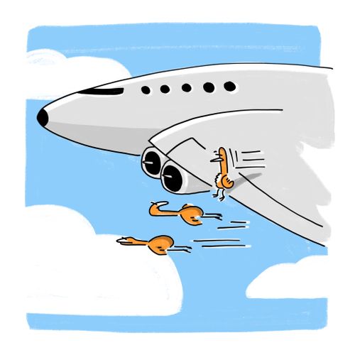 Bird avoids flying by sitting on the wing of a plane