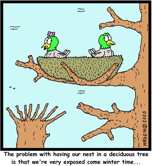 "The problem with having our nest in a deciduous tree is that we're very exposed come winter time..."