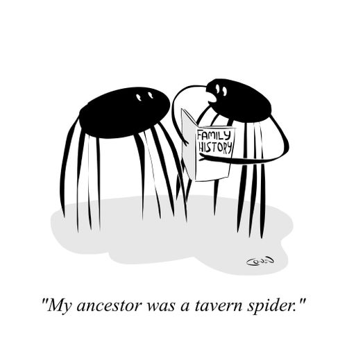 "My ancestor was a Tavern spider."