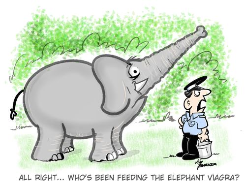 "All right... who's been feeding the elephant viagra?"
