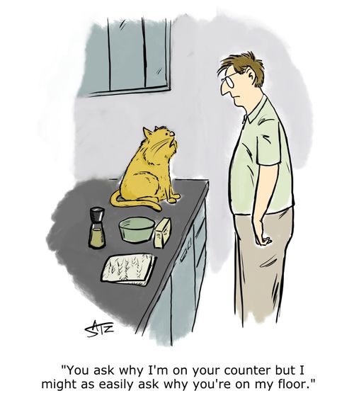 "You ask why I'm on your counter but I might as easily ask why you're on my floor."