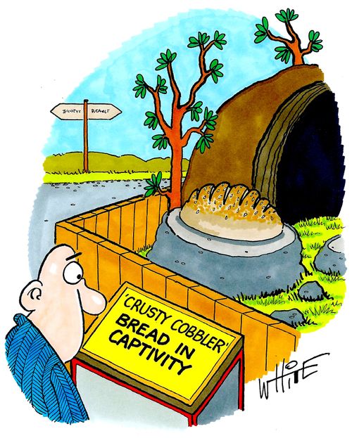 'Crusty Cobbler' Bread in captivity.