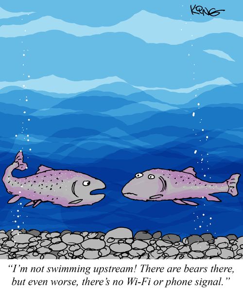 "I'm not swimming upstream! There are bears there, but even worse, there's no Wi-Fi or phone signal."