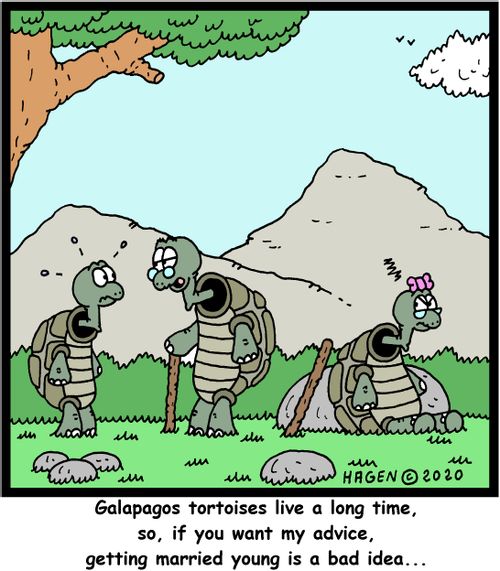 "Galapagos tortoises live a long time, so, if you want my advice, getting married young is a bad idea..."