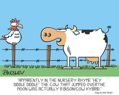 "Apparently in the nursery rhyme 'Hey diddle diddle' the cow that jumped over the moon was actually a bison/cow hybrid."