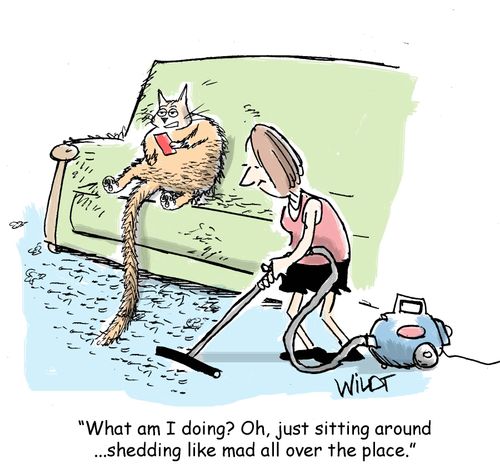 "What am I doing? Oh, just sitting around... shedding like mad all the place."