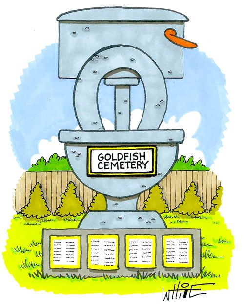 Goldfish cemetery