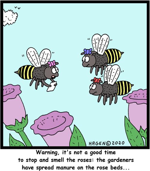 Warning, it's not a good time to stop and smell the roses: the gardeners have spread manure on the rose beds...