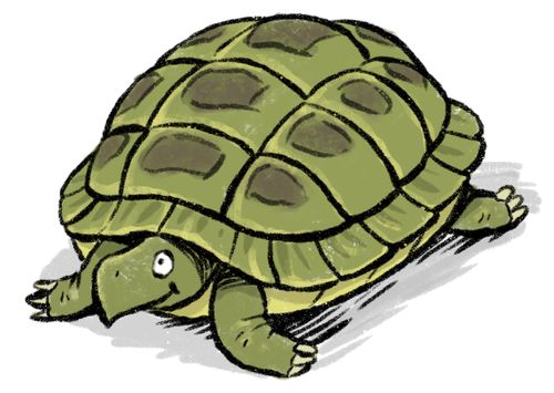 A tortoise