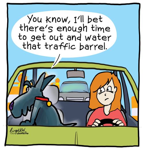 You know, I'll bet there's enough time to get out and water that traffic barrel.