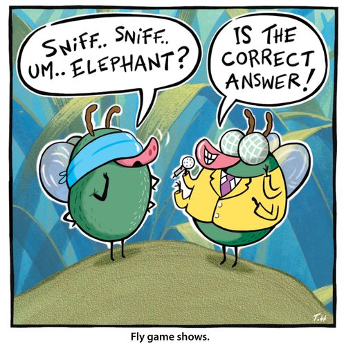 Fly game shows.