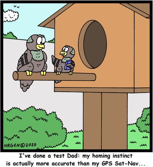 "I've done a test Dad: my homing instinct is actually more accurate than my GPS Sat-Nav..."