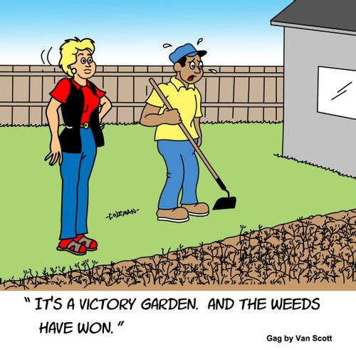 "It's a victory garden. And the weeds have won."