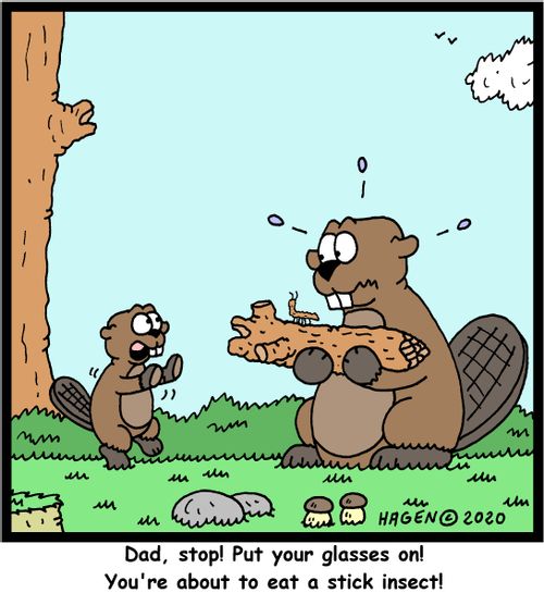 Dad, stop! Put your glasses on! You're about to eat a stick insect!