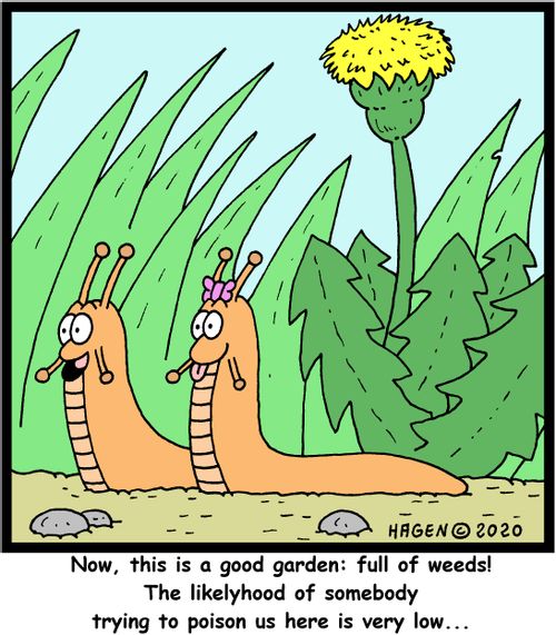 Now, this is a good garden: full of weeds! The likelyhood of somebody trying to poison us here is very low...