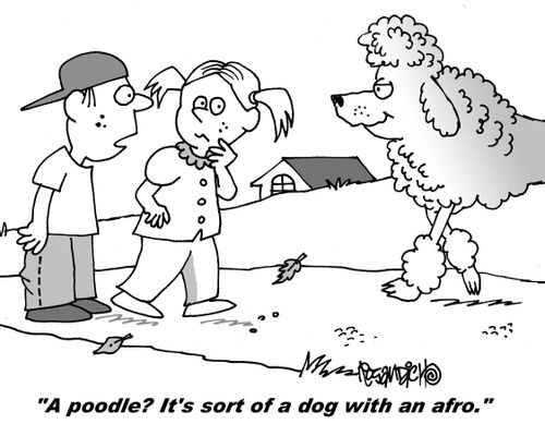 "A poodle? It's sort of a dog with an afro."
