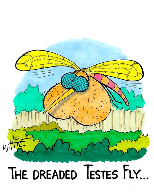 the dreaded Testes Fly...