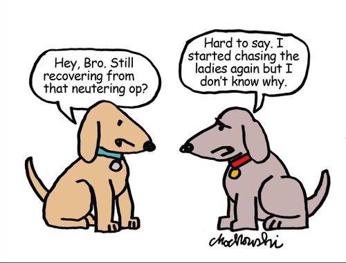 "Hey, Bro. Still recovering from that neutering op?"