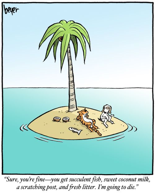"Sure, you're fine – you get succulent fish, sweet coconut milk, a scratching post and fresh litter. I'm going to die."