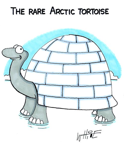 The rare Arctic tortoise...