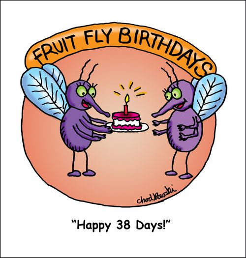 Fruit Fly Birthdays 