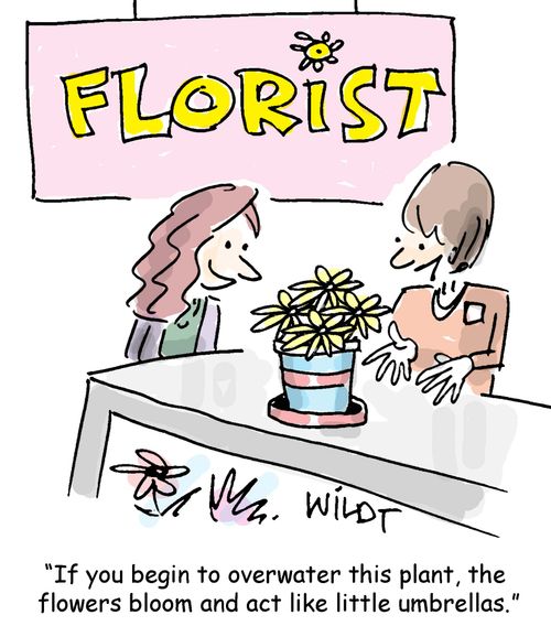If you begin to overwater this plant, the  flowers bloom and act like little umbrellas.