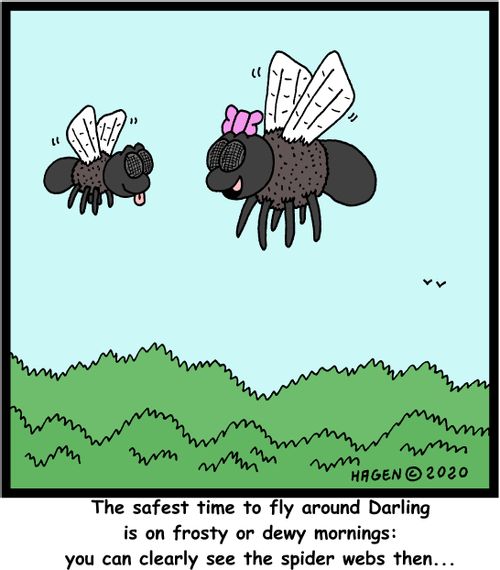 The safest time to fly around Darling is on frosty or dewy mornings: you can clearly see the spider webs then...