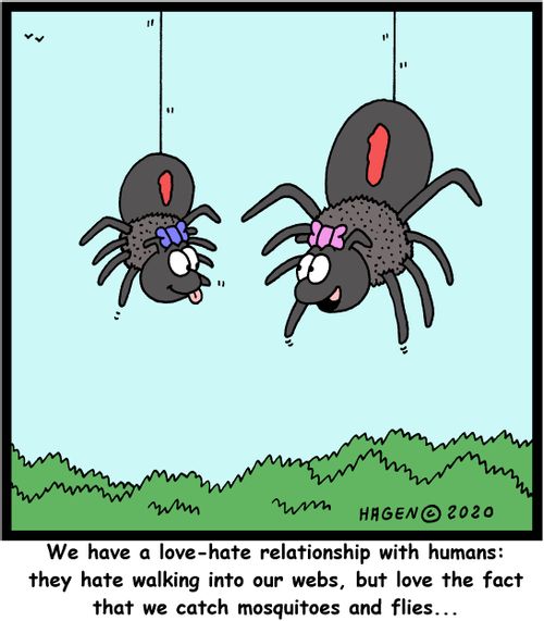 "We have a love-hate relationship with humans: they hate walking into our webs, but love the fact that we catch mosquitoes and flies..."