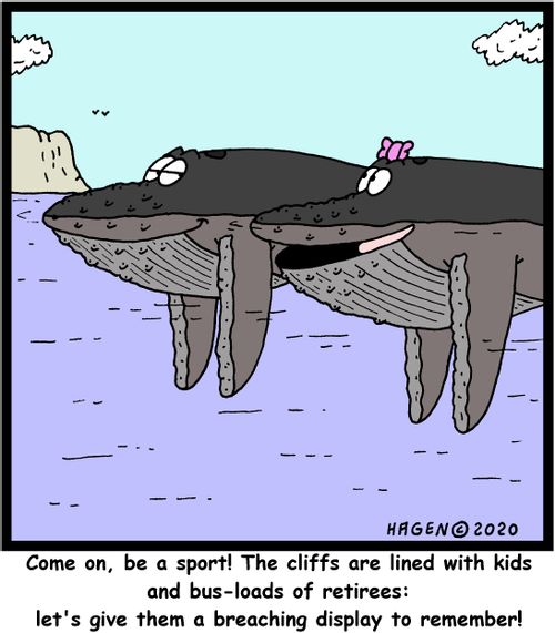 "Come on, be a sport! The cliffs are lined with kids and bus-loads of retirees: let's give them a breaching display to remember!"