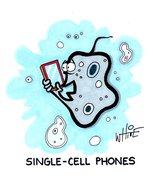 Single-cell phone