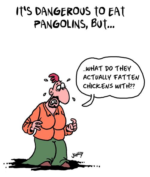 "It's dangerous to eat pangolins, but..."