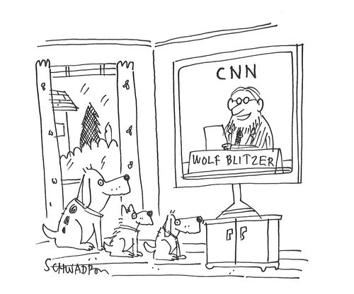 Dogs watch Wolf Blitzer