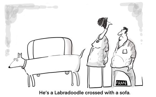 He's a Labradoodle  crossed with a sofa