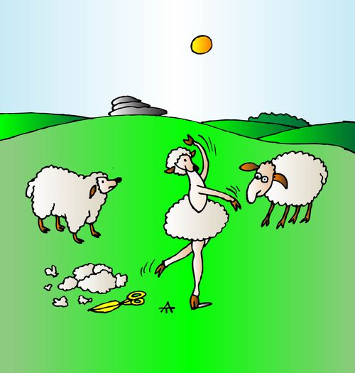 Sheep has it's fur shorn into a tutu.