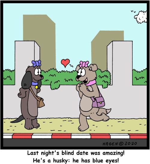 "Last night's blind date was amazing! He's a husky: he has blue eyes!"