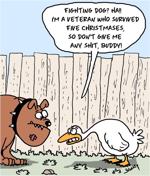 "Fighting dog? Ha!! I'm a veteran who survived five Christmases, so don't give me any sh*t, buddy!"