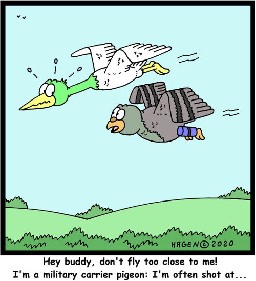 "Hey buddy, don't fly too close to me! I'm a military carrier pigeon: I'm often shot at..."