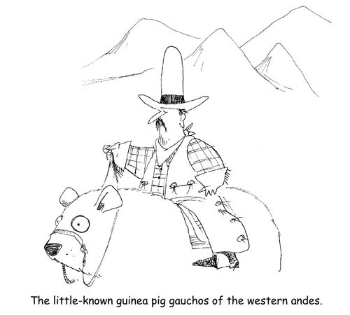 The little-known guinea pig gauchos of the western Andes. 